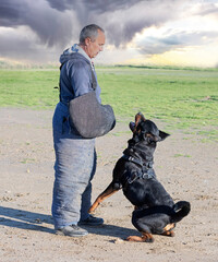 Canvas Print - training of  rottweiler