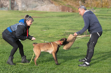 Sticker - training of belgian shepherd