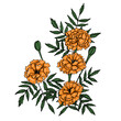 © Gamma - Marigold flower illustration on isolated background.