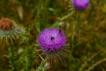 Wall Mural - A bee pollinating a purple flower in a field of creeping thistle