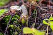 Banana slug in the wild in national forest