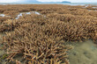 Staghorn coral fields when the tide is low in Phuket province, Thailand.