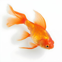 Wall Mural - The goldfish on white background . Comet Goldfish Isolated on White Background