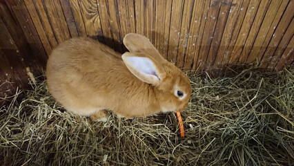 Wall Mural - Cute Brown Rabbit Enjoying a Carrot in its Straw Bed