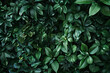 Vivid Green Foliage Texture in Nature's Garden