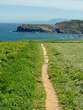 Narrow footpath between green pasture and ocean cliff.