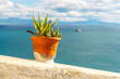 Aloe plant in a red clay pot on the background of the sea