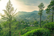 © vijay - Aerial view of women working on a green tea plantation on hillside