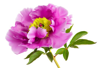 Wall Mural - Purple peony flower on white isolated background with clipping path. Closeup. For design. Nature.