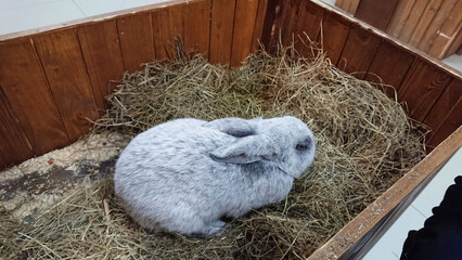 Wall Mural - Slumbering Silver Rabbit in a Cozy Straw Bed