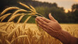 A hand touching a stalk of wheat in a field