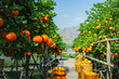 Oranges fresh in mandarin orange plantation