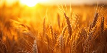 Beautiful Macro Close Up Of Wheat Field At Sunset. Stunning Nature Background.