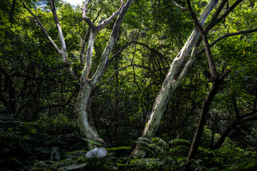 Two beautiful white trees growing nearby the Historic trail, in Bengshankeng historical trail, New Taipei City, Taiwan.