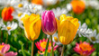 Tulips, daisies,  chrysanthemums and crocuses blooming on a sunny bright day.
