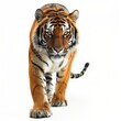 A fierce tiger walking towards the viewer on a white background.