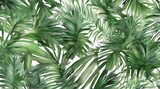 Fototapeta Sypialnia - Palm leafy green freshness cut out backgrounds 3d illustrations png file. generative.ai