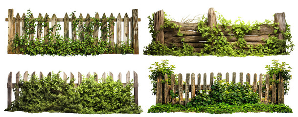 Canvas Print - Set of old weathered wooden picket fences covered in foliage, cut out