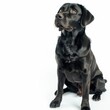 Black Labrador looks up attentively, exuding loyalty and intelligence.