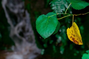 Closeup of a tree branch with green and yellow leaves