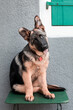 Curious German Shepherd Puppy Portrait