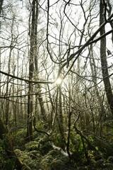 Wall Mural - the sun is coming through a forest on an early spring day