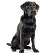 A black Labrador Retriever sits attentively, looking off-camera with a curious expression.