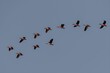 Beautiful flock of birds, cranes flying in the cloudless blue sky