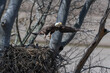 Bald eagle flying over a nest in a tree