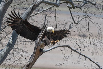 Bald eagle flying through a tree to land on a branch