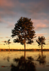 Wall Mural - Three trees in field at lake under a sunset cloudy sky.