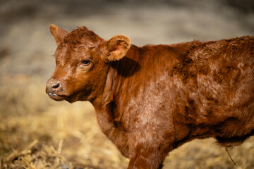 Wall Mural - Close up view of calf young cow domestic animal standing in cowshed.