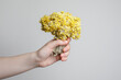 Yellow flower helichrysum. Blossom plant herb for herbal tea, oil, alternative medicine and treatment
