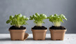 Indoor gardening with homegrown seedlings in biodegradable pots 4