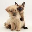 Adorable duo of a fluffy puppy and Siamese kitten cuddling.