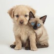 A tan puppy and a Siamese kitten sitting together, displaying the bond between different species.