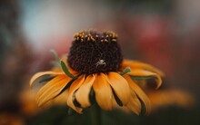 Selective Focus Of The Spider On A Yellow Rudbeckia Hairy Flower Growing In The Park