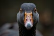 Menacing Angry goose closeup. Humorous group domestical animals with feathers. Generate AI