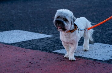 Cute Lhasa apso dog walking on the street on an orange leash