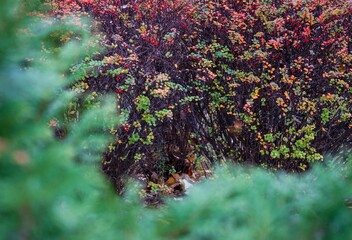 Dense shrubs with yellow and red foliage behind the blurred green plants during the autumn season