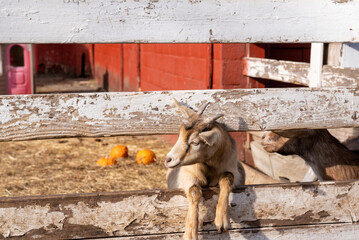 Adorable kids of a goat behind the wooden fence