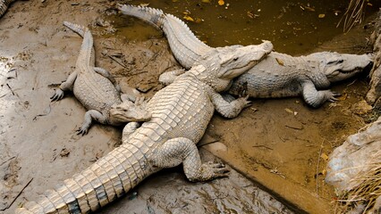 Cute alligator family laying close together in the mud in Cat Ba Island, Vietnam