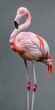 A vibrant pink flamingo stands on one leg with a serene expression, captured against a muted background.