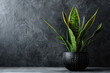 Mother-in-law's tongue plant in pot on dark grey background