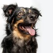 A cheerful black and tan dog with its tongue out against a white background