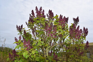 Wall Mural - lilac starting to bloom