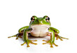 Ai Illustration Of A Frog, Isolated On White Reflective Surface