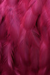 burgundy color feathers background, close-up, wallpaper, colored minimalistic back