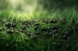 Social Ants grass. Closeup green pest. Generate Ai