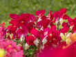 Antirrhinum majus or common snapdragon bright red flowers in the garden
